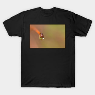 Water droplet on a twig T-Shirt